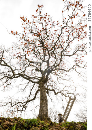 梯子，柿子，Youngdong-gun，Chungbuk 33764490