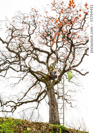 梯子，柿子，Youngdong-gun，Chungbuk 33764491