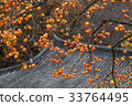 Persimmon, persimmon, Youngdong-gun, Chungbuk 33764495