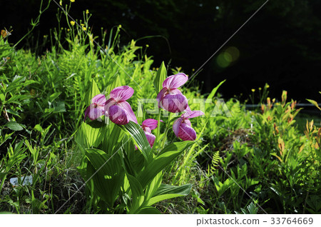 Flower Flower 33764669