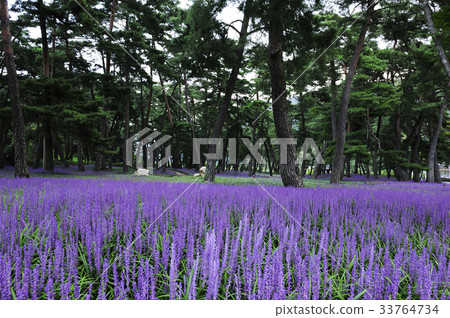 McMundong, Pine, Changzhou, Gyeongbuk 33764734