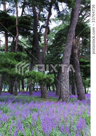 McMundong, Pine, Changzhou, Gyeongbuk 33764736