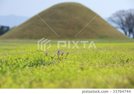 Giant herbs, Gyeongju, Gyeongbuk 33764744