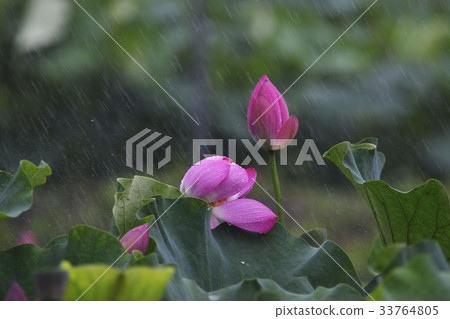 Rain, lotus 33764805