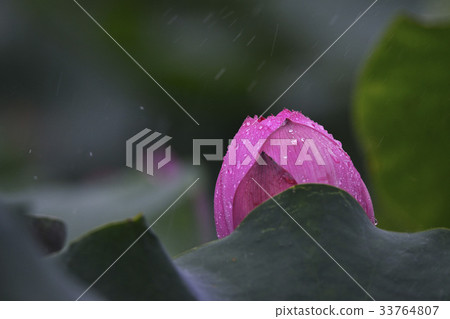 Rain, lotus 33764807