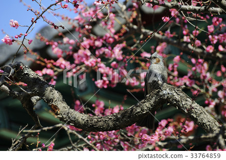 鵯，李子 33764859