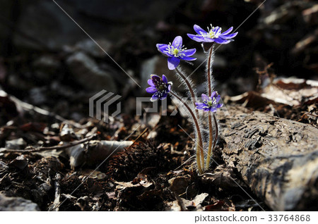 藍色紫菜 藍色紫菜 33764868