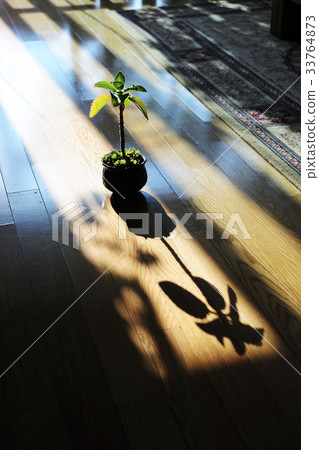 Manju, potted plants Manju, potted plants 33764873