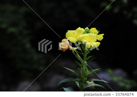 Large evening primrose Large evening primrose 33764874