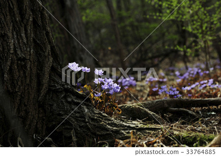 野餐泳池 33764885
