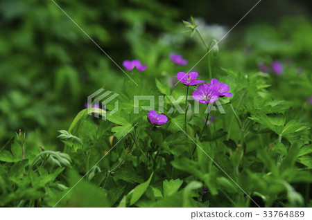 Cranesbill 33764889