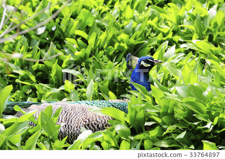 孔雀 孔雀 33764897