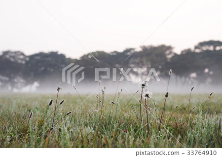 Dongle,蒲公英,金楊樹,慶州市,Gyeongbuk Dongle,蒲公英,金楊樹,慶州市,Gyeongbuk 33764910