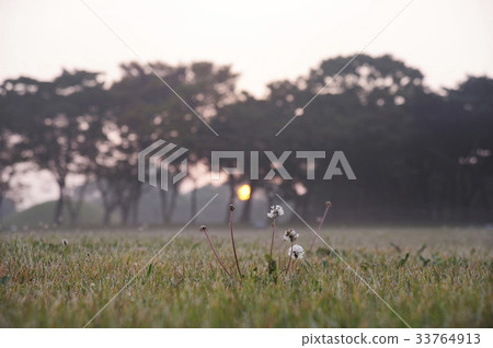 大廳,蒲公英,慶州,慶北 大廳,蒲公英,慶州,慶北 33764913