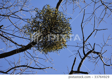 mistletoe 33764929