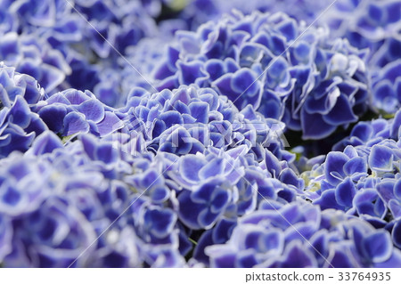 Hydrangea 33764935