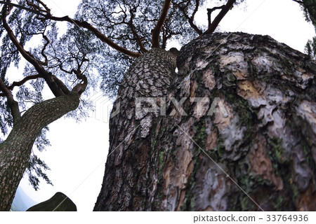 Sanghyun Sanghyori Bounce (Natural Monument 293), Changzhou, Gyeongbuk 33764936