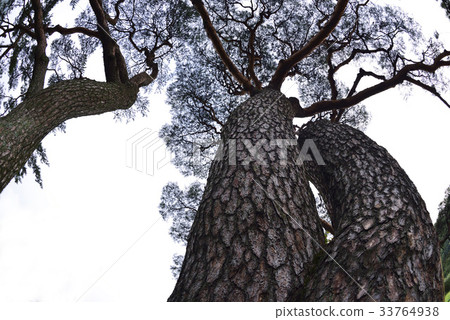 Sanghyun Sanghyori Bounce (Natural Monument 293), Changzhou, Gyeongbuk 33764938