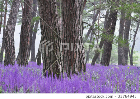 McMundong, Pine, Changzhou, Gyeongbuk 33764943