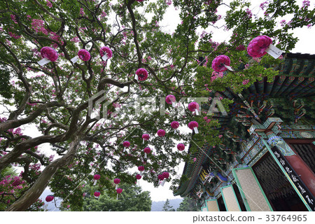 燈籠，邦戈樹，大雄殿，面朝，山，和順，全南 33764965