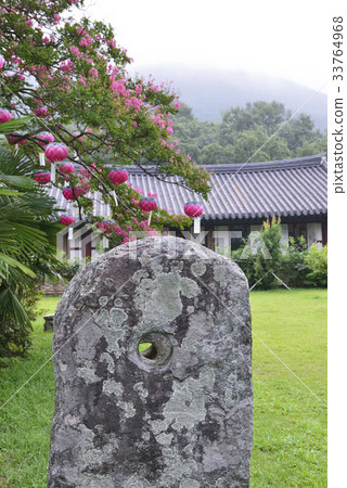 燈籠,邦戈樹,桑樹,山面,和順,全南 燈籠,邦戈樹,桑樹,山面,和順,全南 33764968