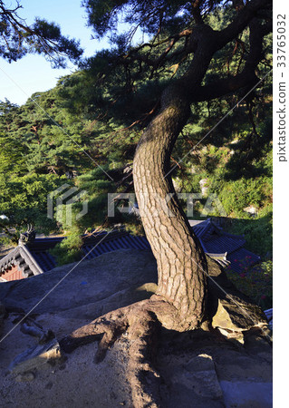 Pine trees, mood cancer, Taesongsan, Sancheong-gun, Gyeongnam 33765032