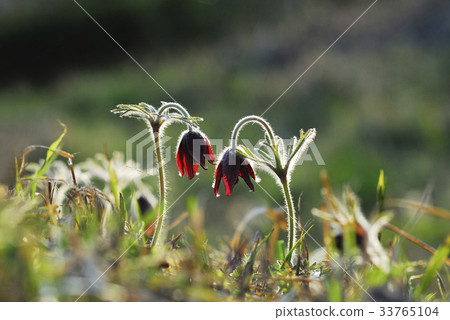 pasqueflower pasqueflower 33765104