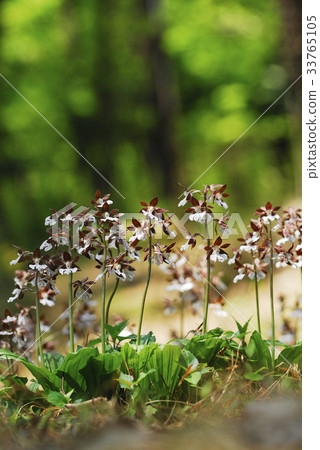 Shrimp orchid Shrimp orchid 33765105