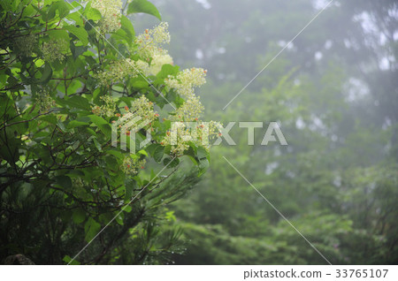 Seaweed Trees Seaweed Trees 33765107