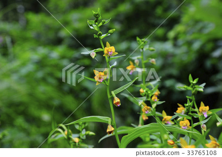 Chicken orchid Chicken orchid 33765108