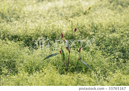 露水，水蓼 33765167