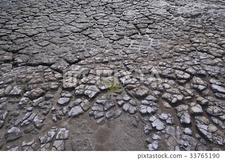 Hamcho, Drought, Gangseo-gu, Busan 33765190