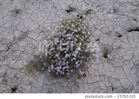 Drought, Drought, Gangseo-gu, Busan Drought, Drought, Gangseo-gu, Busan 33765195