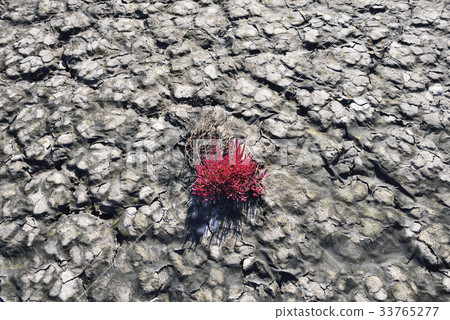 Chilgumcho, Drought, Gangseo-gu, Busan 33765277