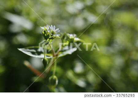 星花 星花 33765293