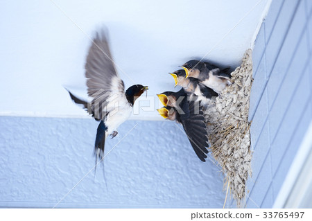 swallow swallow 33765497