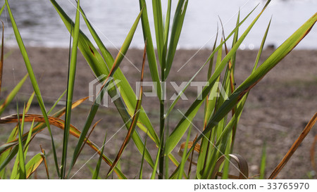 At the waters edge of Lac des Settons At the waters edge of Lac des Settons 33765970