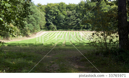 Field next to Lac des Settons Field next to Lac des Settons 33765971