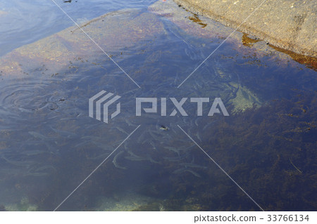 Fish, Yangyang-gun, Gangwon-do 33766134