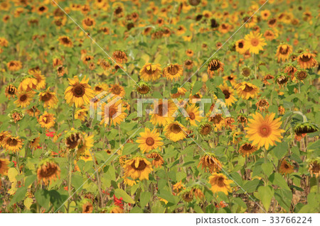 sunflower sunflower 33766224
