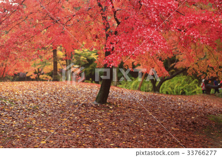 槭樹，牙山市，忠南 33766277