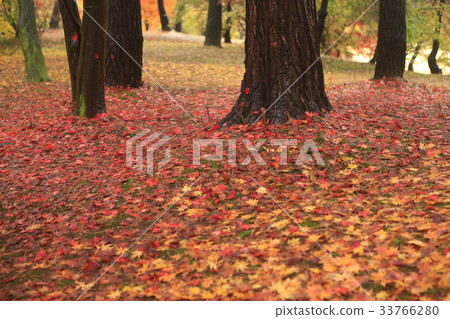 楓葉，樹，牙山市，忠南 33766280