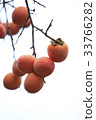 柿子 33766282