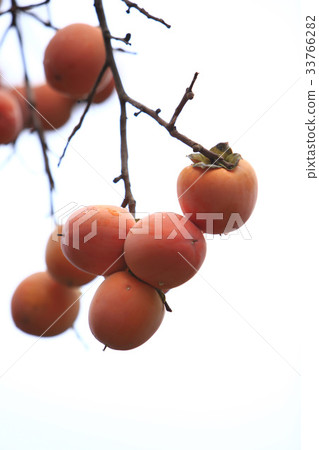 柿子 33766282
