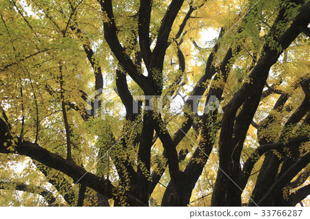 仁川南洞區金蘇洞銀杏 33766287