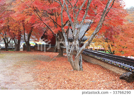 Maple，Magok，Taishi，Gongju，Chungnam 33766290