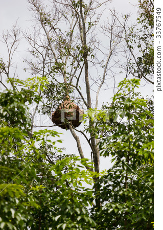 Huge wasp nest on the high tree branch in forest 33767549