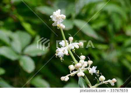 Yabu Miuga Yabu Miuga 33767659