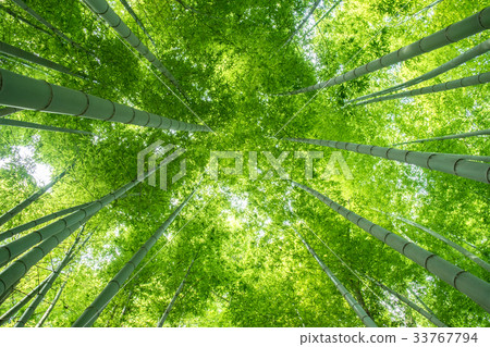 竹林 竹林 33767794