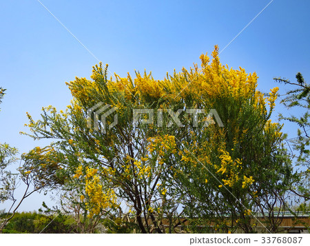 Sankakuba Acacia 33768087